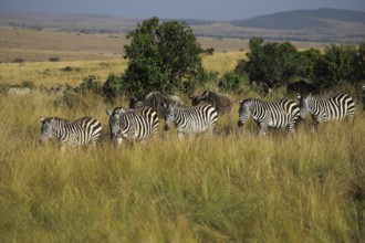 Steppe zebras (Equus quagga) and blue wildebeest (Connochaetes taurinus) are travelling together in
