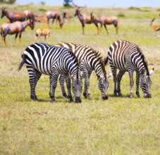 African Safari in Kenya. Tsessebe antelopes and zebras graze together nearby. Magnificent trip to