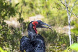 The bird Southern ground hornbill - endemic to South Africa. Large bird with shiny black plumage