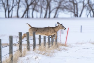 Prairie Deer Saskatchewan Canada rural countryside scenic