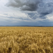 Golden wheat field and Storm clouds