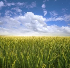 Green cereal fields under blue summer sky