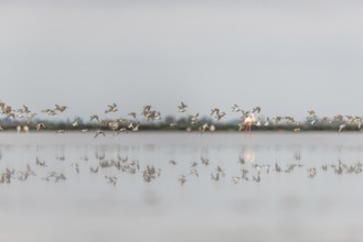 Shorebirds, Dunlin (Calidris alpina) migrating north in the Vacares pond in spring. Saintes Maries