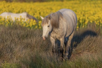 Camargue horses feeding in a swamp full of yellow irises. Saintes Maries de la Mer, Parc naturel
