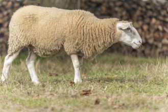 Sheep in a pen in early fall. Alsace France