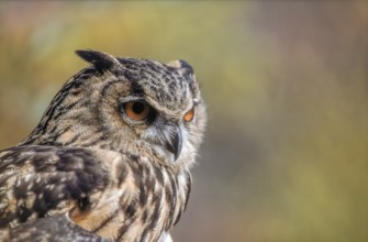 Eurasian Eagle-Owl (Bubo bubo) in the scrubland in Provence. Tarascon, Arles, Montagnette, Bouches