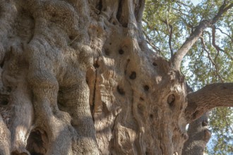 Millennial olive tree from Roquebrune-Cap-Martin. France