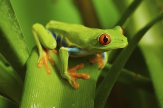 Red eye frog