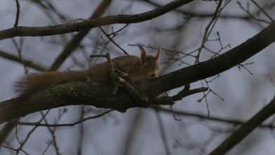 Squirrel perched on a tree branch in a dimly lit forest, Red squirrel or Eurasian red squirrel