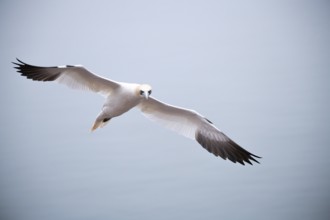Northern gannet (Morus bassanus), bird in flight, Heligoland, Schleswig-Holstein, Germany, Europe