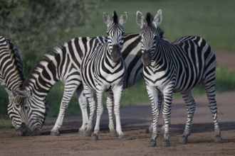 Plains zebra (Equus quagga), Qwabi Private Game Reserve, Biosphere Reserve, Limpopo, South Africa,