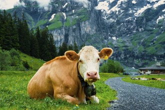 A cow laying on a green meadow with mountains and clouds in the background, Alpine cows, mountains,
