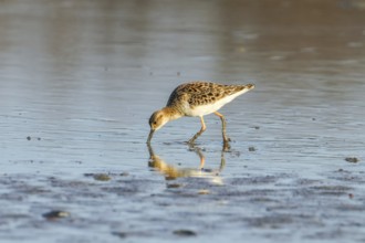 Ruff water bird (Philomachus pugnax) Ruff in water