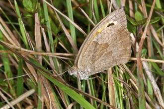 Coenonympha pamphilus, Small heath