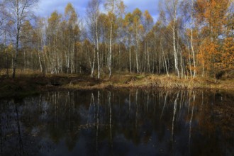 Birch quarry forest, Bavaria