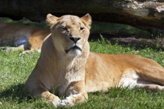 Lions resting in the afternoon in summer