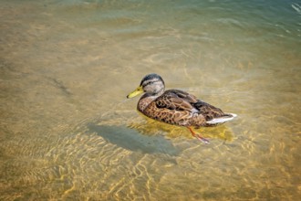 Mallard duck (Anas platyrhynchos) male in a light plumage, Munich, Upper Bavaria, Bavaria, Germany,
