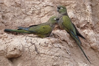 Rock parakeet, Cyanoliseus patagonus, pair