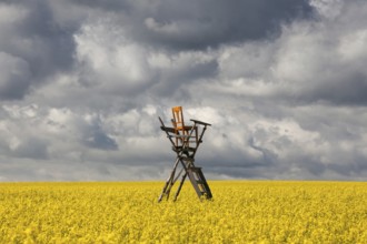 Flowers of oil in rapeseed field with hunting tower