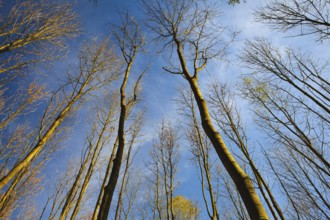 Sky view through the trees of a forest in autumn. Looking up at the trees. Low angle view on the