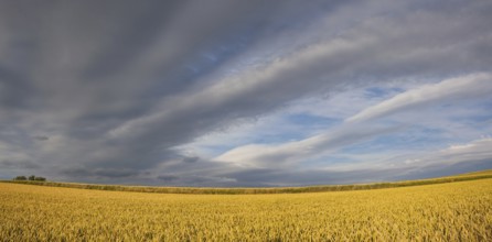 Summer evening landscape with wheat field in Central Bohemian Uplands, Czech Republic, Europe