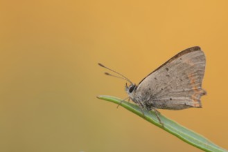Small copper (Lycaena phlaeas)