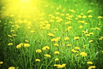 Sunrise on a dandelions field
