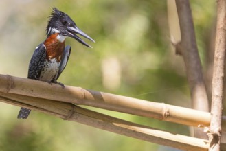 Giant Kingfisher, (Megaceryle maxima), Kingfisher