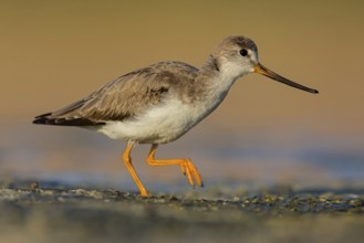 Terek sandpiper, (Xenus cinereus), animal, animals, bird, birds, snipe family, snipe, biotope,
