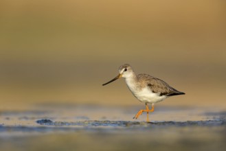 Terek sandpiper, (Xenus cinereus), animal, animals, bird, birds, snipe family, snipe, biotope,