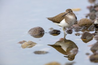 Common sandpiper, sandpiper (Actitis hypoleuco), biotope, habitat, foraging, Lesvos, Greece, Europe