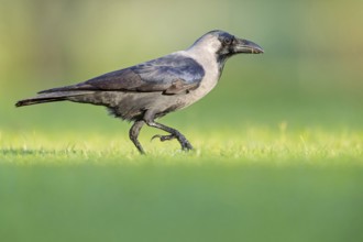 Glossy crow, (Corvus splendens), omnivore, genus of ravens and crows, corvids, Al Qurm Park,