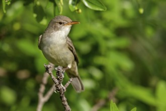 Olive warbler, (Hippolais olivetorum), animal, animals, bird, birds, biotope, habitat, perch,