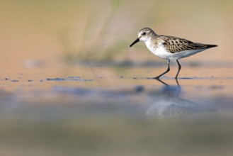 Animals, Birds, Little Sandpiper, (Calidris minuta), Biotope, Habitat, Foraging, Migratory bird,