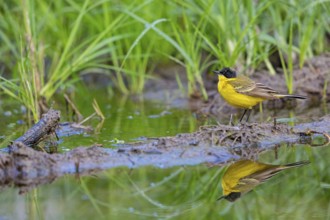 Black-headed Yellow Wagtail, Black-headed Wagtail, Motacilla flava feldegg, Motacilla feldegg,