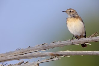 Pied Wheatear, Oenanthe pleschanka, Traquet pie, Collalba Pía Salalah, Muntasar oasis, Dhofar,