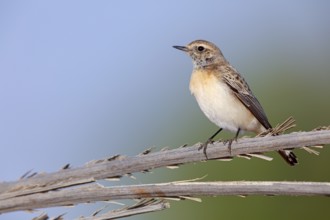 Pied Wheatear, Oenanthe pleschanka, Traquet pie, Collalba Pía Salalah, Muntasar oasis, Dhofar,