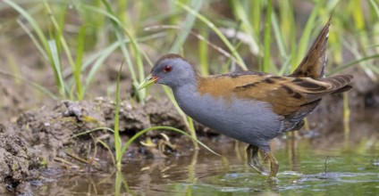 Little Crake, Little Crake, Small Crake, (Porzana parva), biotope, habitat, foraging, family of