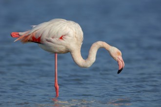 Pink flamingo, (Phoenicopterus ruber), Phoenicopterus roseus, animals, birds, flamingo, biotope,