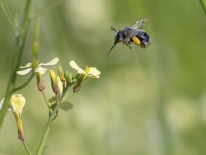 Bumblebee, (Bombus) insect, animals, insects, family of bees, flight photo, biotope, habitat,