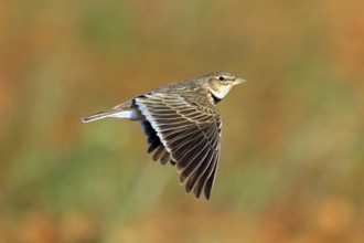 Calandra Lark, (Melanocorypha calandra), Lark, Skylark, Animals, Birds, Aerial view, Hides de El