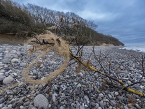 Branch from a tree with lichen on gravel on the beach on the steep coast to the Baltic Sea with the