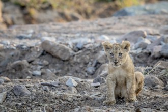 Lion cub sitting in a rocky riverbed in the Pilanesberg National Park, South Africa, Africa