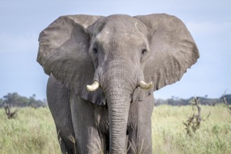 Elephant starring at the camera in the Chobe National Park, Botswana, Africa