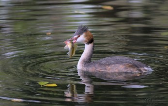 Great crested grebe with fish (Podiceps cristatus)