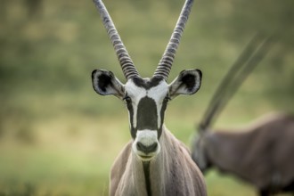 Close up of an Oryx starring at the camera in the Kalagadi Transfrontier Park, South Africa, Africa