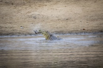 Crocodile eating an Impala in a dam in the Kruger National Park, South Africa, Africa
