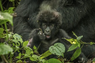 Baby Mountain gorilla laying with his mother in the leaves in the Virunga National Park, Democratic