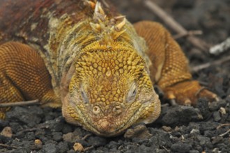 Drusenkopf (Conolophus subcristatus)