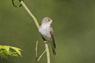 Grey flycatcher (Muscicapa striata)